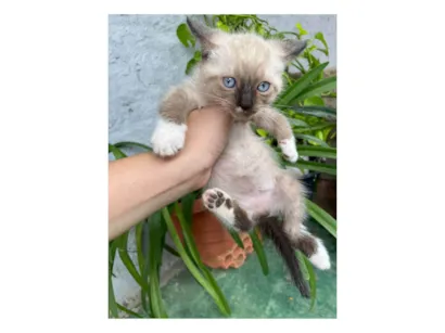 Gato SRD-ViraLata Pequeno Abaixo-de-2-meses