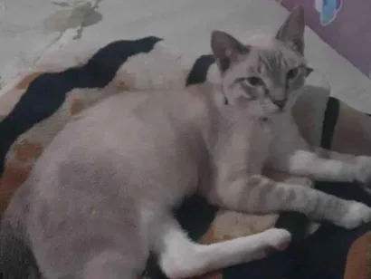 Gato Exótico Medio 1-ano