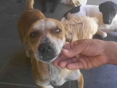 Cao mestiço de Pit-Bull Medio 6-anos-Acima