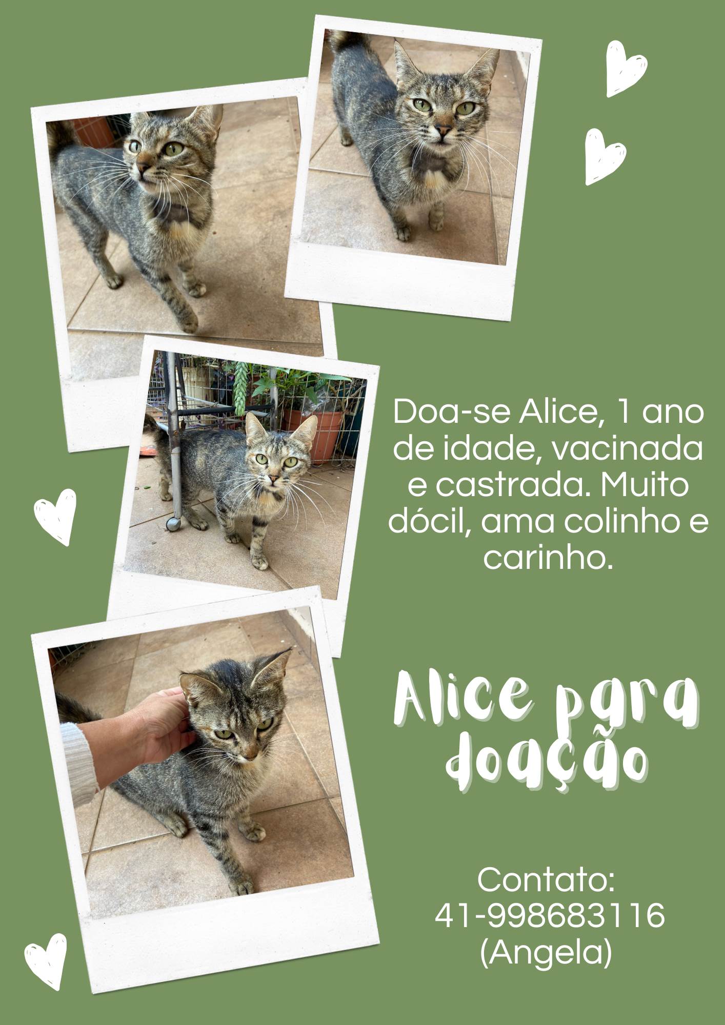 Alice para adoção  para adoção | foto 4