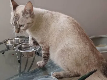 Gato SRD-ViraLata Pequeno 7-a-11-meses