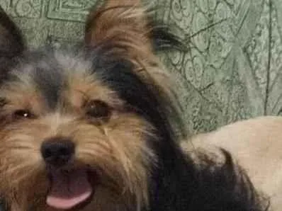Cao Yorkshire Pequeno 2-anos