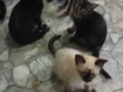 Gato SRD-ViraLata Medio 7-a-11-meses