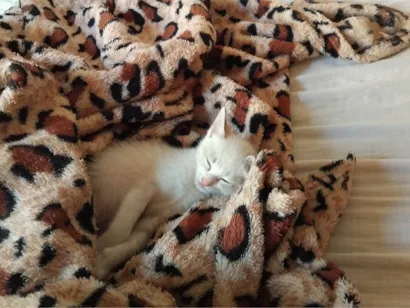 Gato Siamês Pequeno Abaixo-de-2-meses