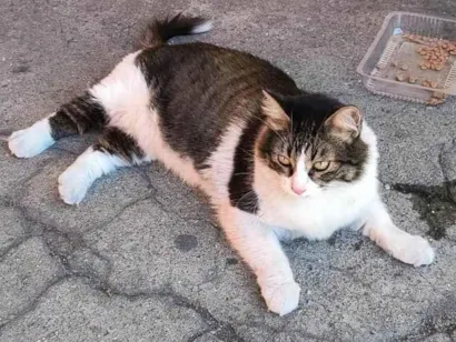 Gato SRD-ViraLata Grande 3-anos