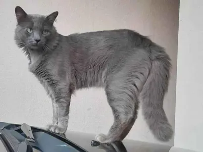 Gato SRD-ViraLata Medio 1-ano