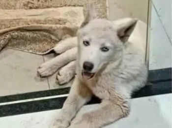 Cao Husky Siberiano Pequeno 2-a-6-meses