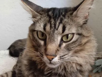 Gato SRD-ViraLata Medio 4-anos