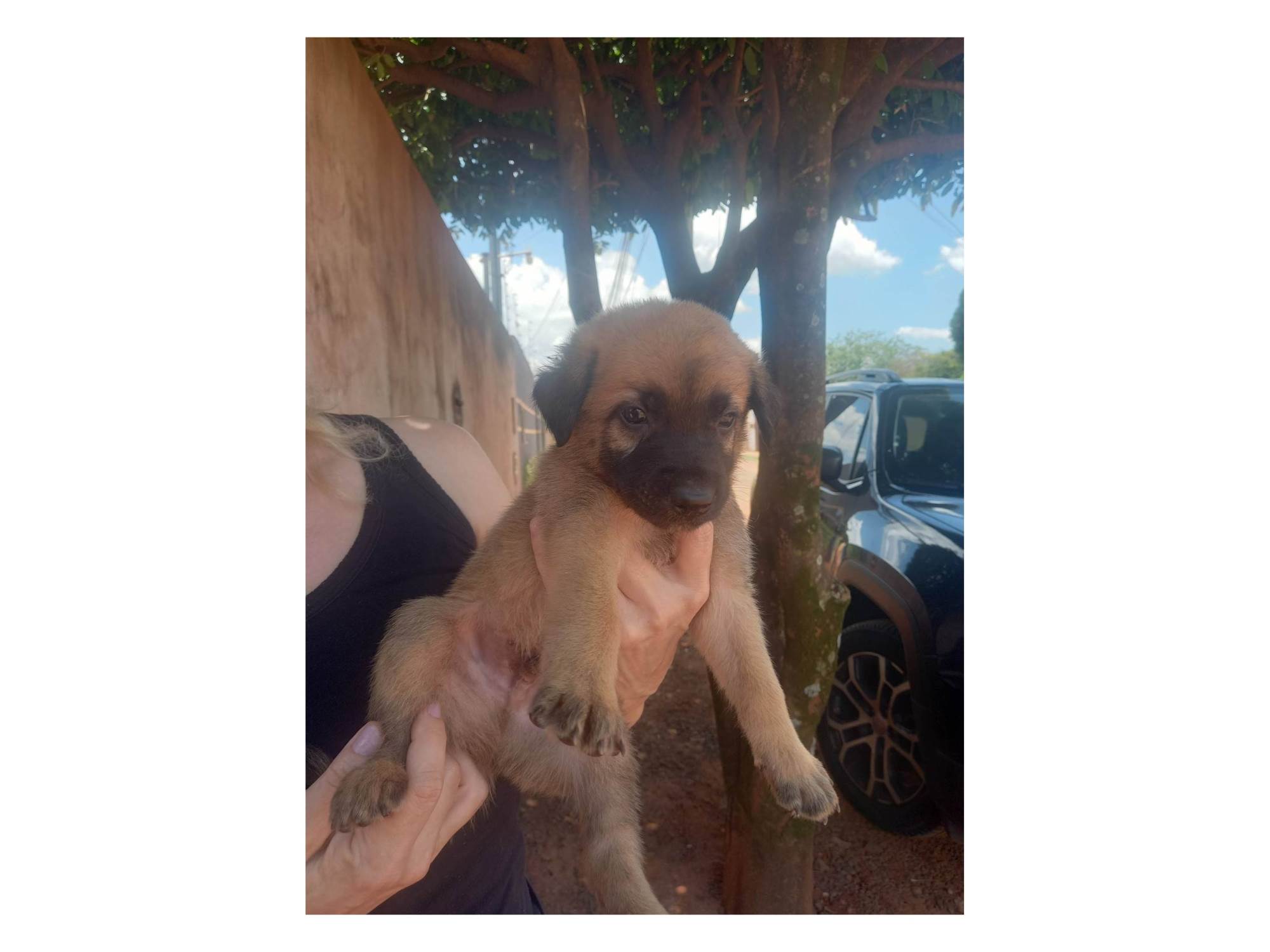 (CASO RESOLVIDO) Bela  para adoção | foto 1