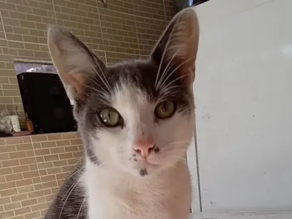Gato SRD-ViraLata Pequeno 7-a-11-meses