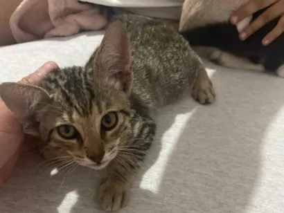 Gato SRD-ViraLata Pequeno 2-a-6-meses