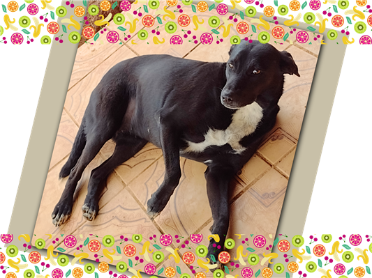 Cachorro cão para adoção Fêmea Médio  2 anos 