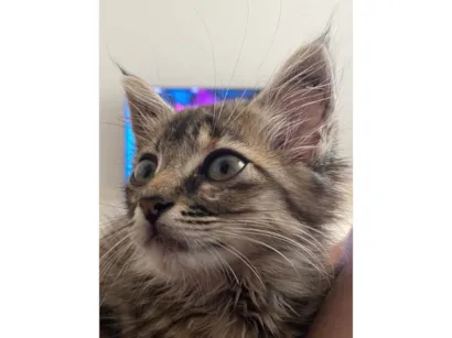 Gato Exótico Pequeno Abaixo-de-2-meses
