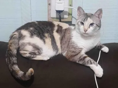 Gato SRD-ViraLata Medio 3-anos