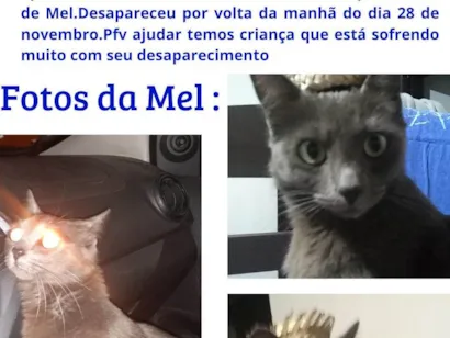 Gato SRD-ViraLata Medio 4-anos