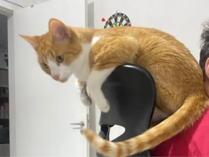 Gato SRD-ViraLata Pequeno 1-ano