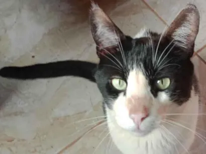 Gato SRD-ViraLata Grande 4-anos