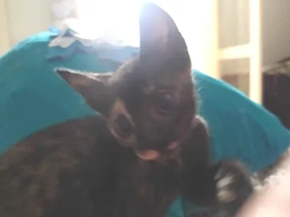 Gato SRD-ViraLata Pequeno 1-ano