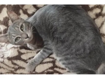 Gato SRD-ViraLata Medio 3-anos