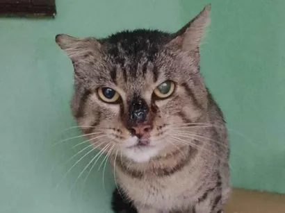 Gato SRD-ViraLata Medio 7-a-11-meses