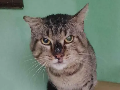 Gato SRD-ViraLata Medio 7-a-11-meses