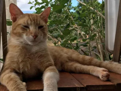 Gato SRD-ViraLata Medio 2-anos