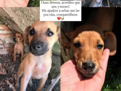 Cao SRD-ViraLata Pequeno 2-a-6-meses