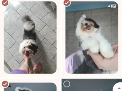 Cao Poodle Pequeno 3-anos