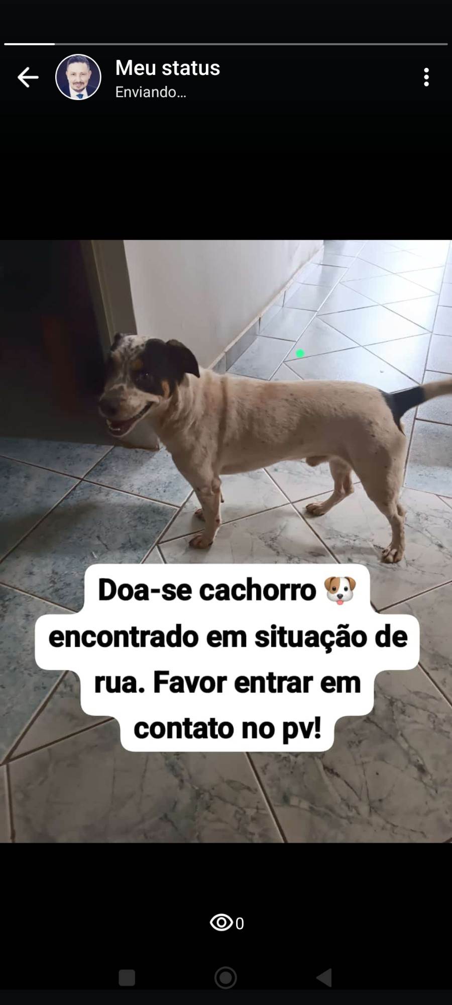 Falcão   para adoção | foto 2