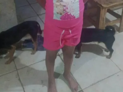 Cao SRD-ViraLata Medio 2-anos