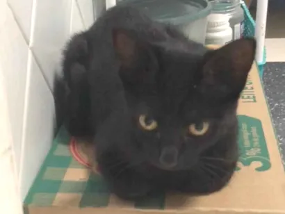 Gato SRD-ViraLata Pequeno 2-a-6-meses