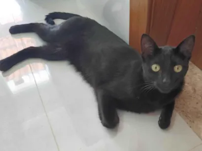 Gato SRD-ViraLata Grande 4-anos