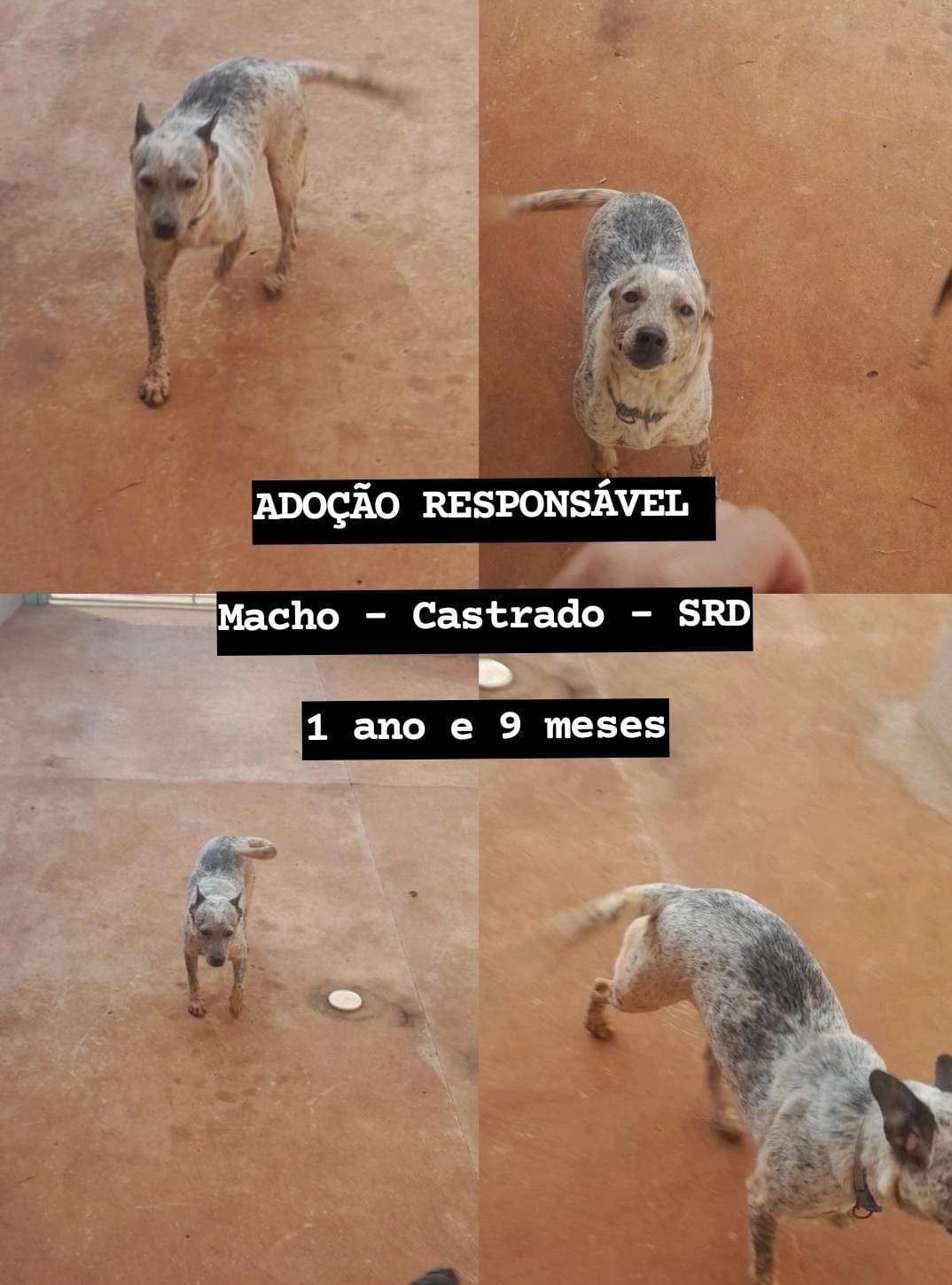 Sancho  para adoção | foto 2