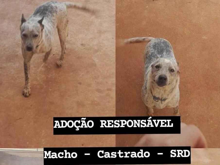 Sancho  para adoção | foto 1