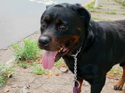 Cao Rottweiler Grande 3-anos