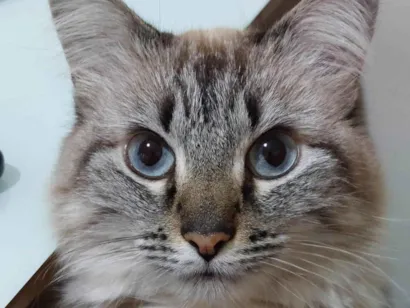 Gato Siamês Pequeno 6-anos-Acima