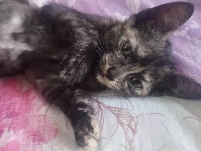 Gato SRD-ViraLata Pequeno 2-a-6-meses