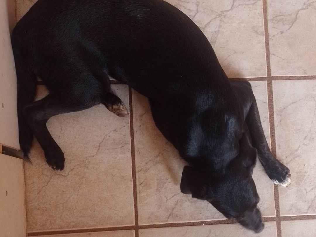 LuLu  para adoção | foto 1