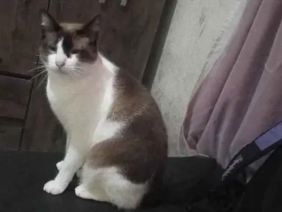 Gato Siamês Medio 3-anos