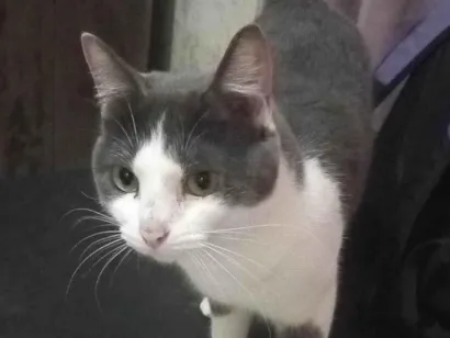 Gato Siamês Medio 3-anos