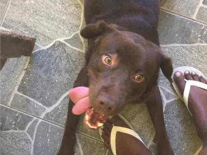 Cao Labrador Medio 4-anos