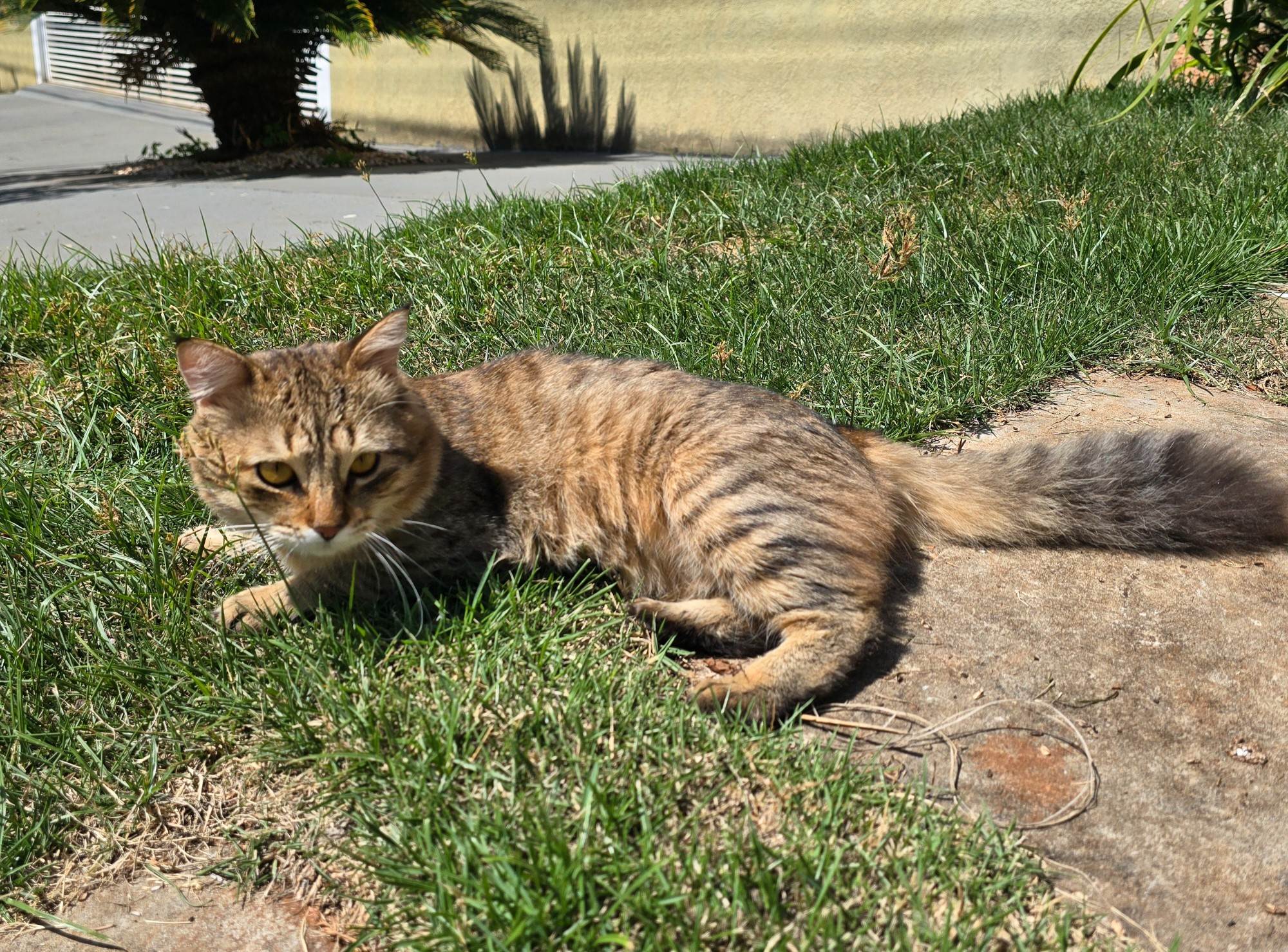 (CASO RESOLVIDO) Simba  encontrado | foto 5