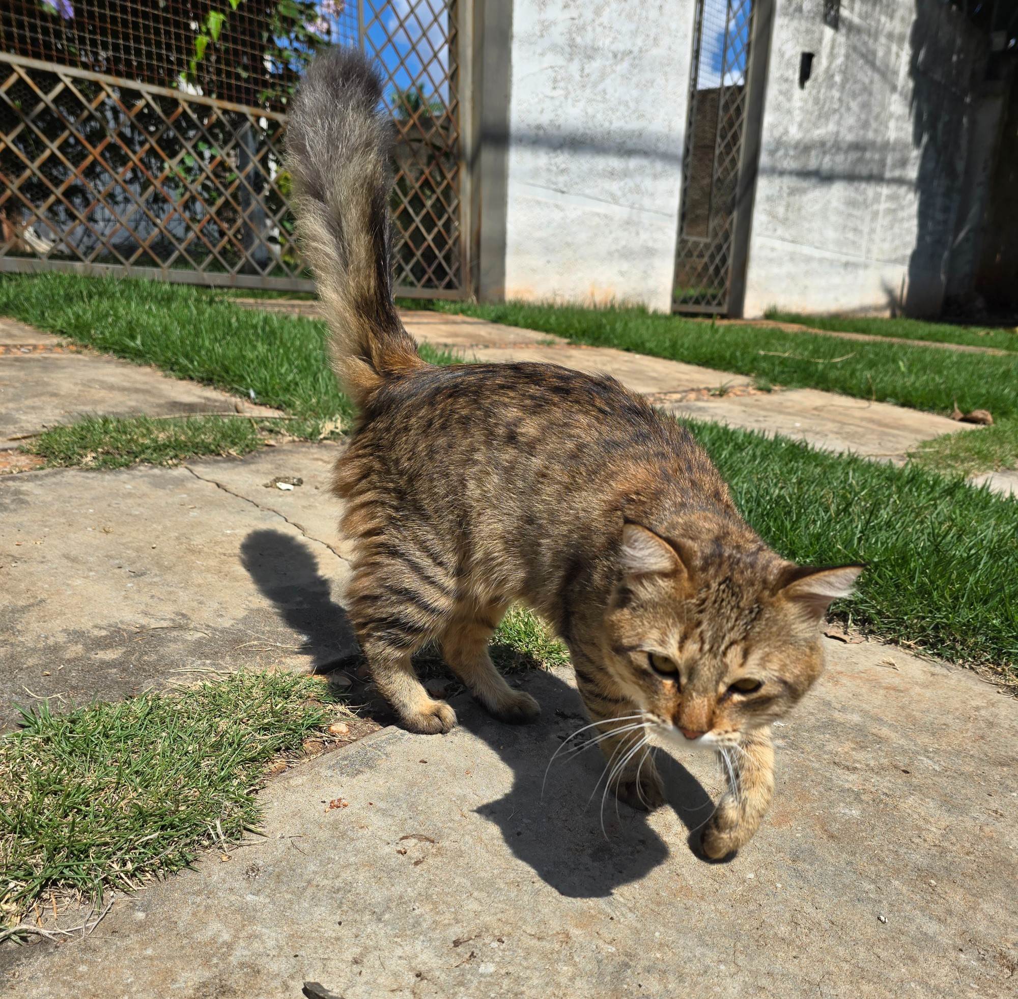 (CASO RESOLVIDO) Simba  encontrado | foto 6