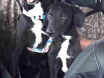 Cao SRD-ViraLata Medio 2-a-6-meses