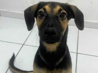Cao SRD-ViraLata Medio 7-a-11-meses