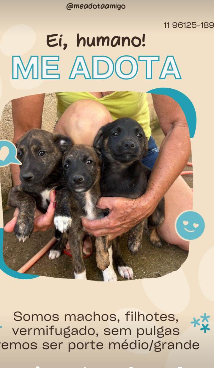 Fofuras  para adoção | foto 2