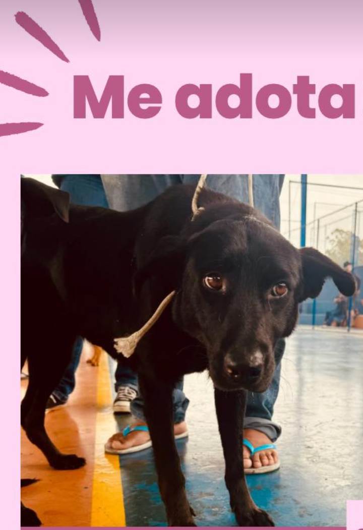 Nana  para adoção | foto 2