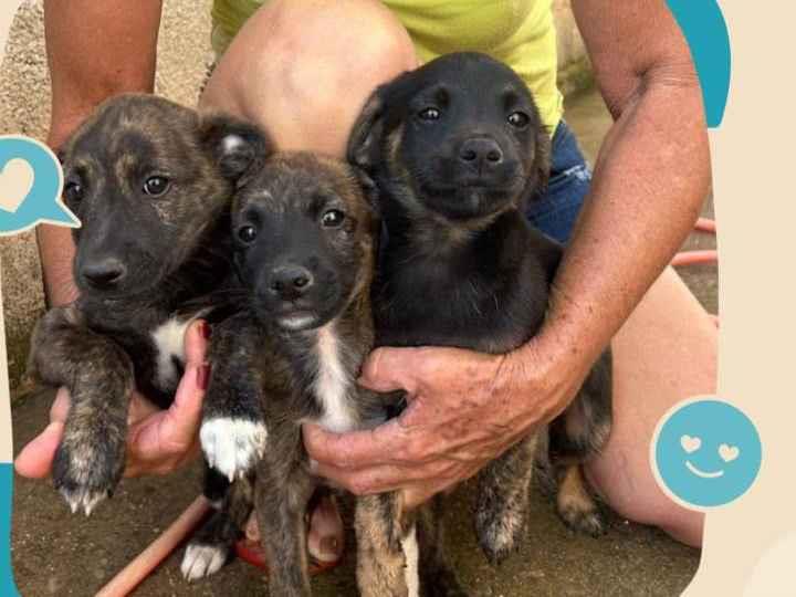 Fofuras  para adoção | foto 1