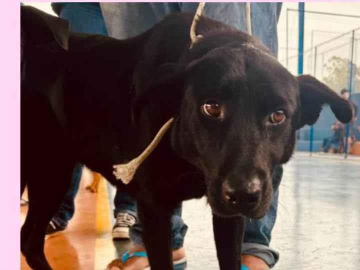 Nana  para adoção | foto 1