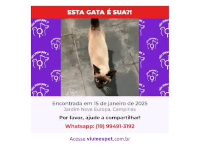 Gato Siamês Pequeno 1-ano